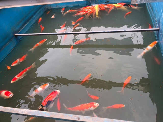 Chuyên[-]gia[-]thủy[-]sản[-]nói[-]gì[-]về[-]việc[-]cá[-]Koi[-]chết[-]ở[-]sông[-]Tô[-]Lịch?